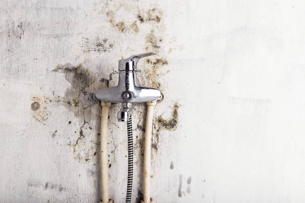 Best Toxic Mold Removal  in Webberville, MI
