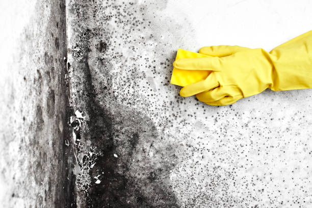 Best Certified Mold Removal  in Webberville, MI