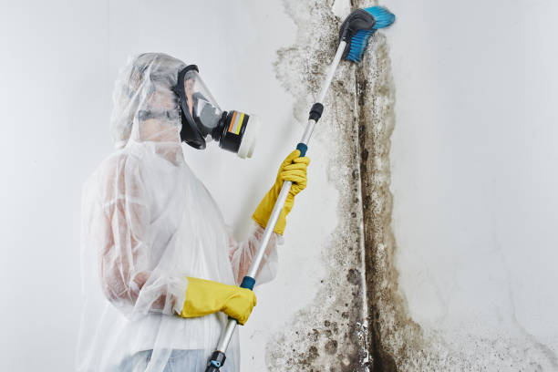 Best Same-Day Mold Removal  in Webberville, MI