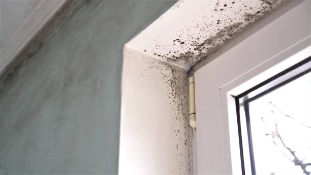 Best Mold Cleaning Services  in Webberville, MI