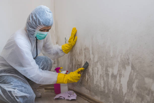 Best Office Mold Removal Services  in Webberville, MI