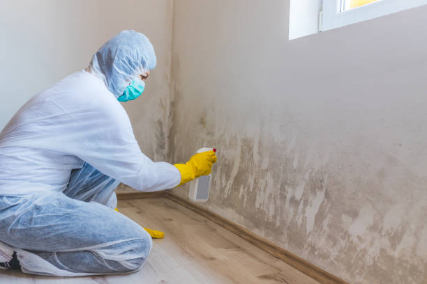 Best Mold Damage Repair  in Webberville, MI
