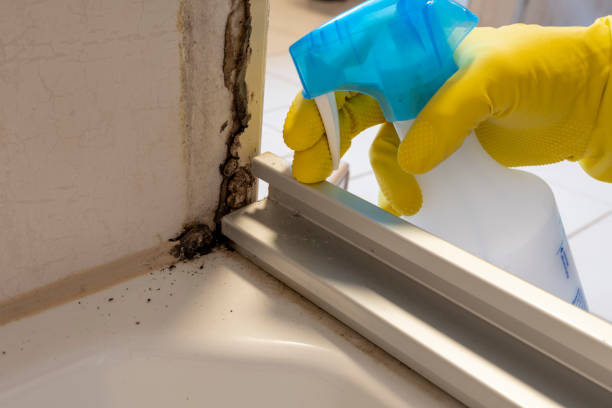 Best Commercial Mold Removal  in Webberville, MI