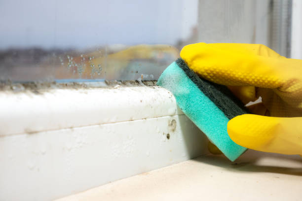Certified Mold Removal in Webberville, MI