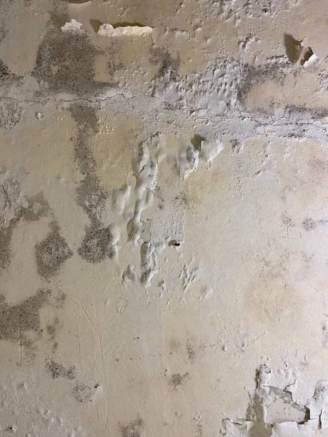  Webberville, MI Mold Removal Pros