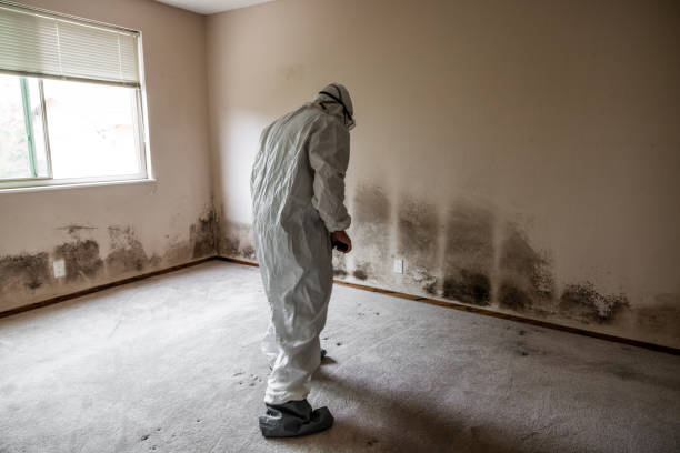 Best Mold Removal Company Near Me  in Webberville, MI
