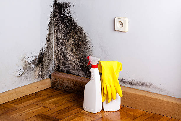 Best Mold Removal Company Near Me  in Webberville, MI